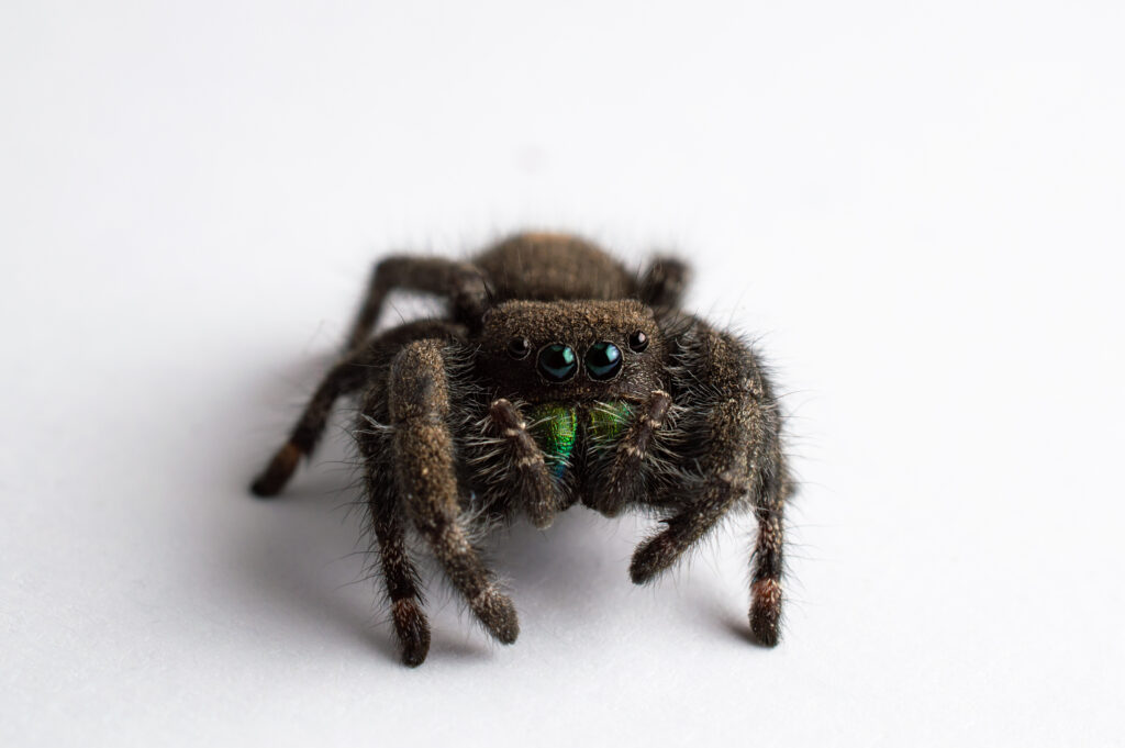 isolated Jumping Spider