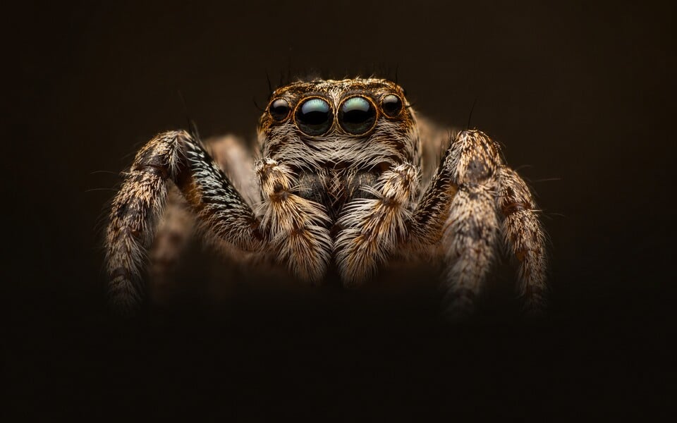 Close-up of a jumping spider