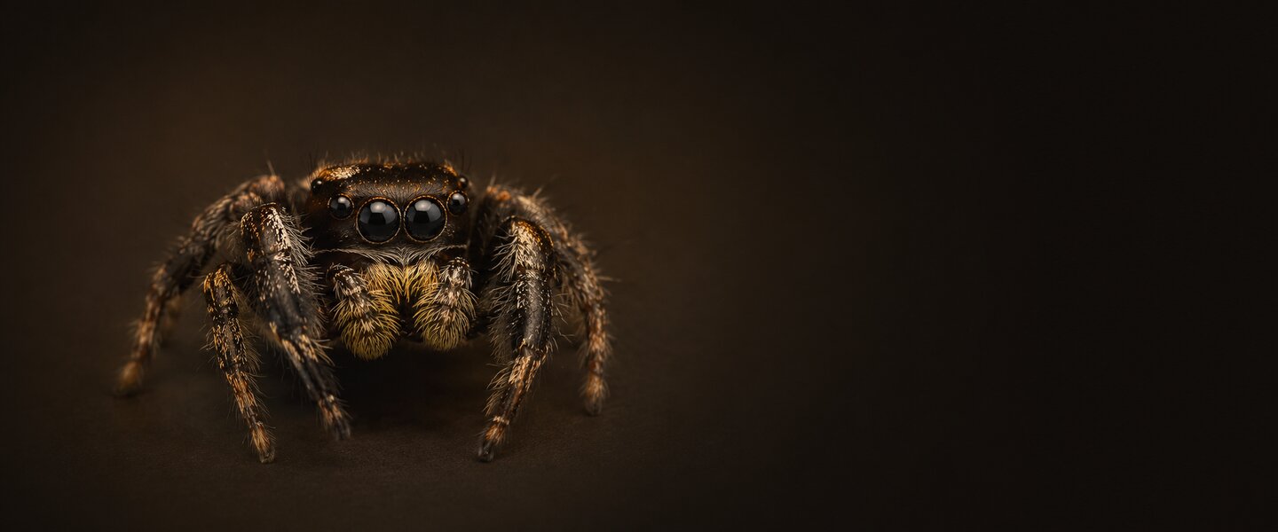Jumping spider on dark background