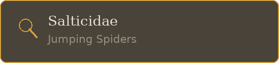 Specimen label for jumping spiders: family Salticidae
