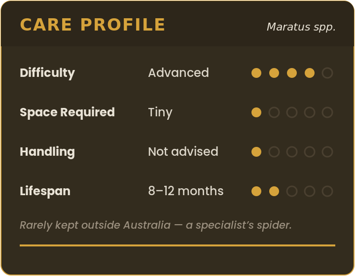 Care profile for the peacock jumping spider (Maratus spp.): advanced difficulty, tiny space, handling not advised, 8–12 month lifespan