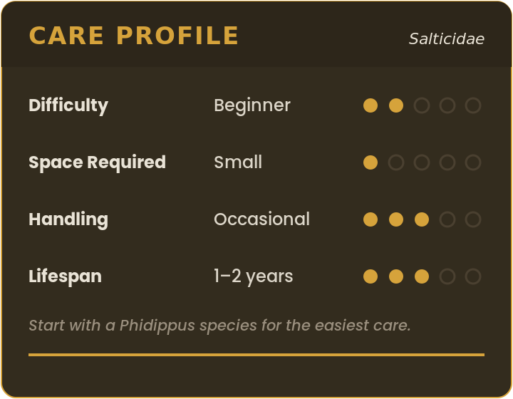 Care profile for pet jumping spiders (Salticidae): beginner difficulty, small space, occasional handling, 1–2 year lifespan
