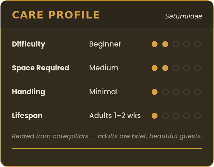 Care profile for raising moths (Saturniidae): beginner difficulty, medium space, minimal handling, adult moths live 1–2 weeks