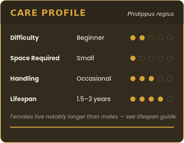 Care profile for the regal jumping spider (Phidippus regius): beginner difficulty, small space, occasional handling, 1.5–3 year lifespan