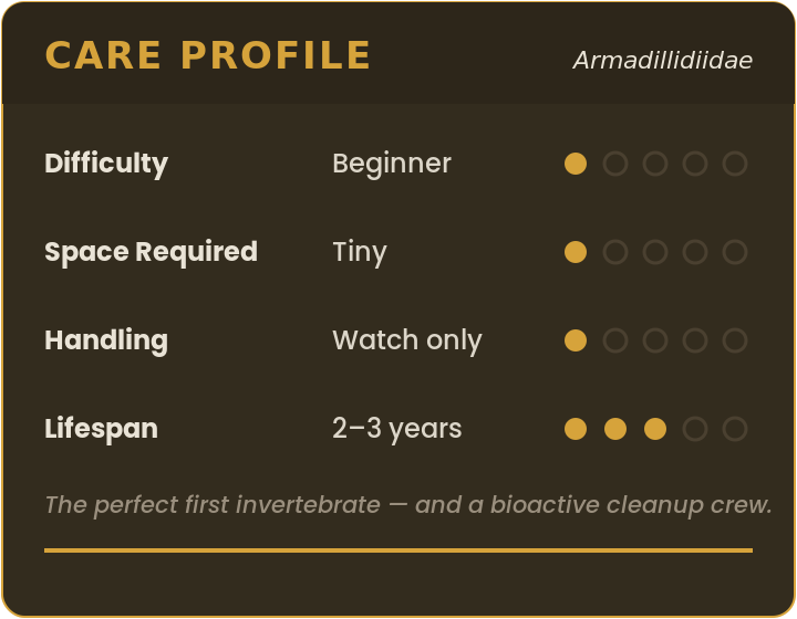 Care profile for roly polies and isopods (Armadillidiidae): beginner difficulty, tiny space, watch-only handling, 2–3 year lifespan