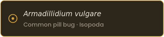 Specimen label: Armadillidium vulgare, the common pill bug, order Isopoda