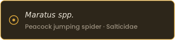 Specimen label: Maratus species, the peacock jumping spider, family Salticidae