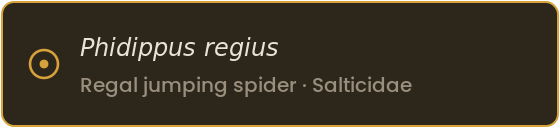 Specimen label: Phidippus regius, the regal jumping spider, family Salticidae