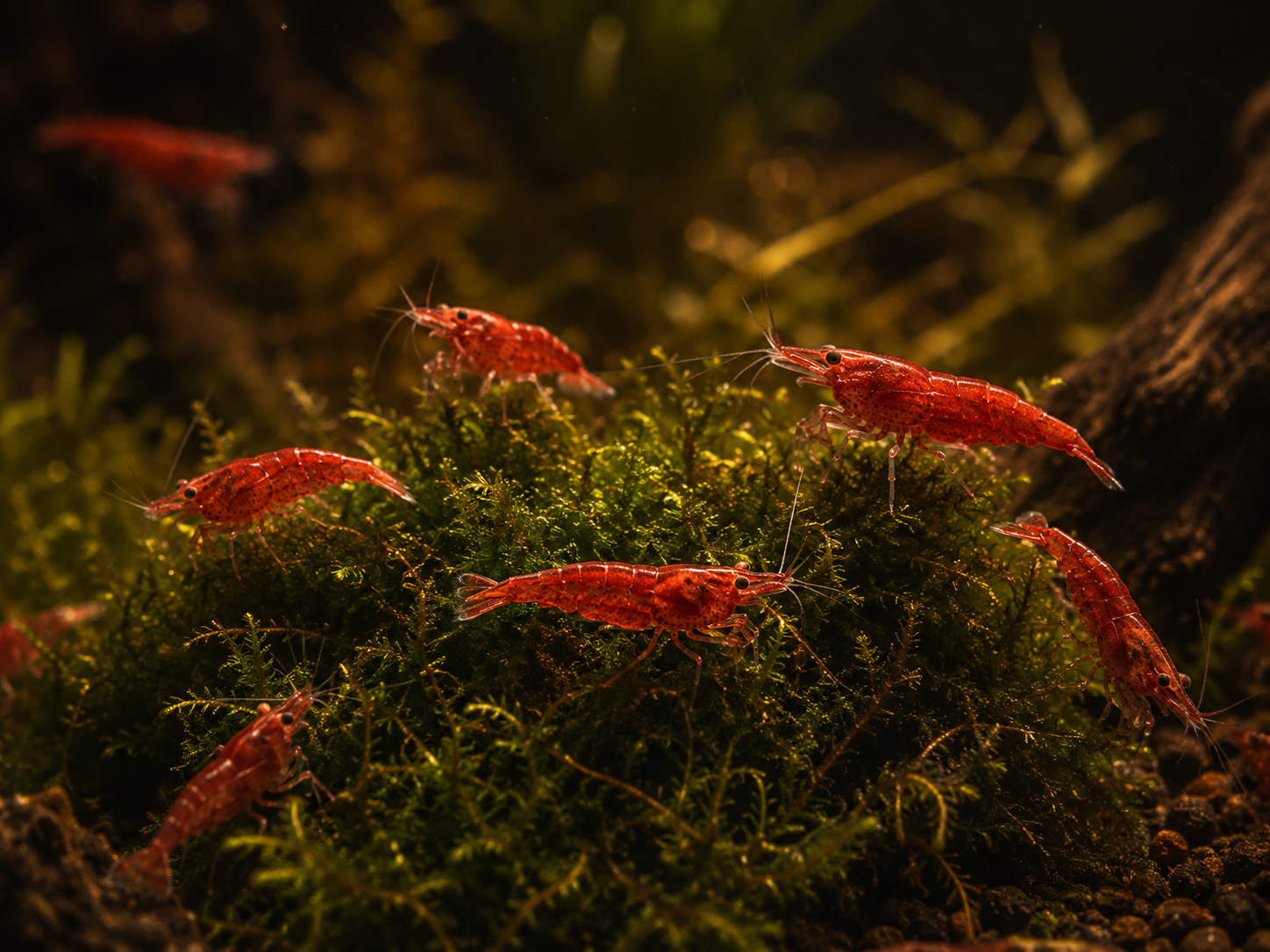 A cluster of vivid red cherry shrimp grazing on a clump of java moss in a planted tank, IBP dark-gothic styling, gold ri