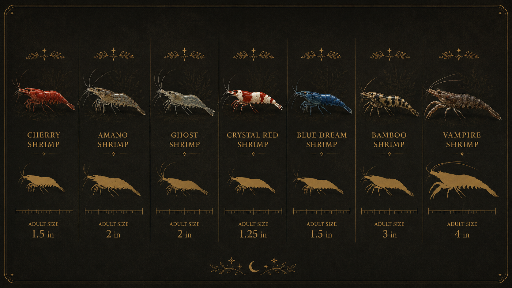 A clean comparison plate of the 7 pet shrimp species side by side with silhouettes and adult sizes on a dark charcoal ba