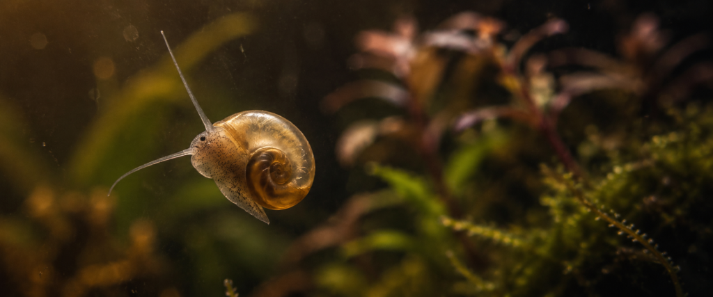 Extreme macro of a tiny snail in aquarium glass — a single translucent bladder snail no bigger than a grain of rice clin
